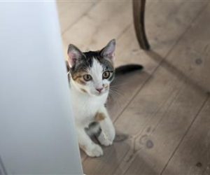 Mars and Huhtamaki join SABIC’s TRUCIRCLE™ initiative for pet food packaging based on certified circular polypropylene